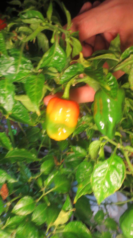 Peppers and stuff 005