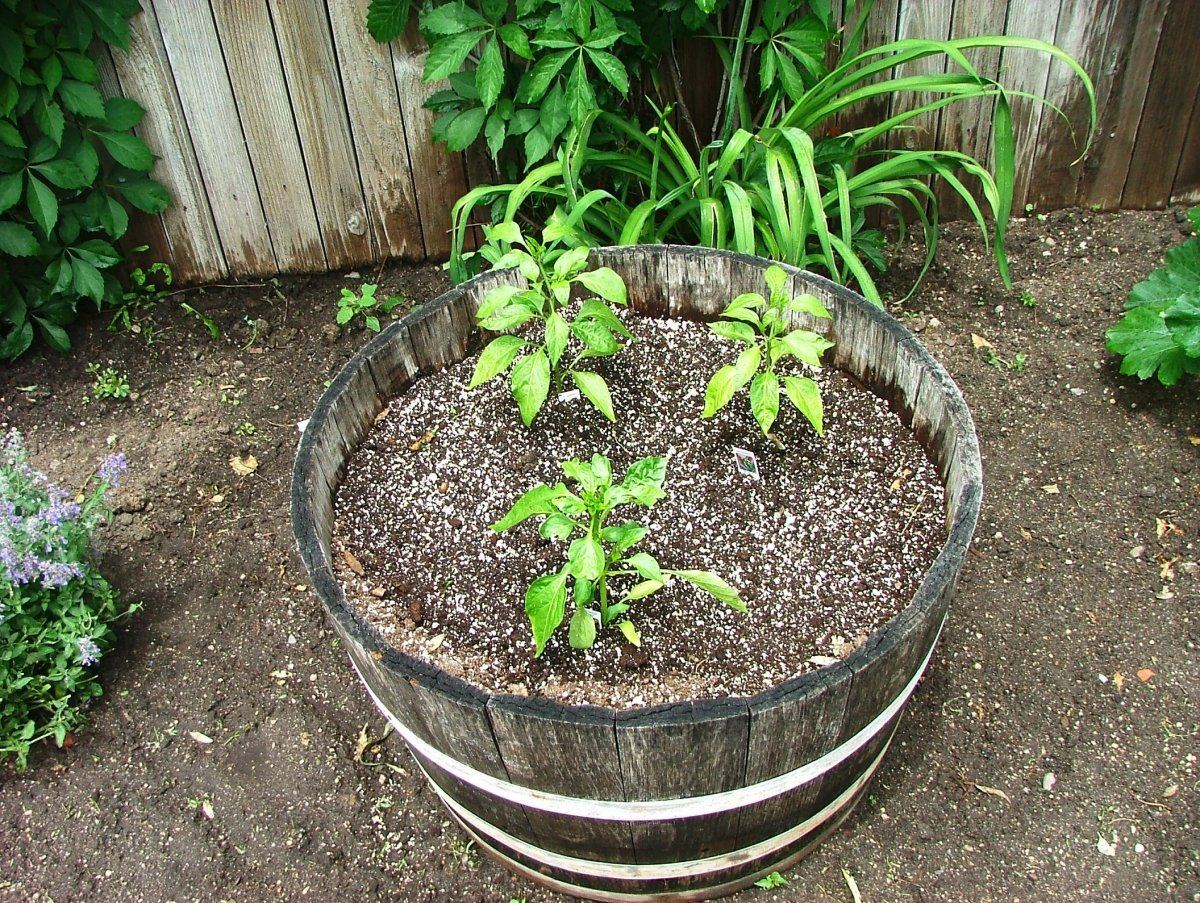 Peppers