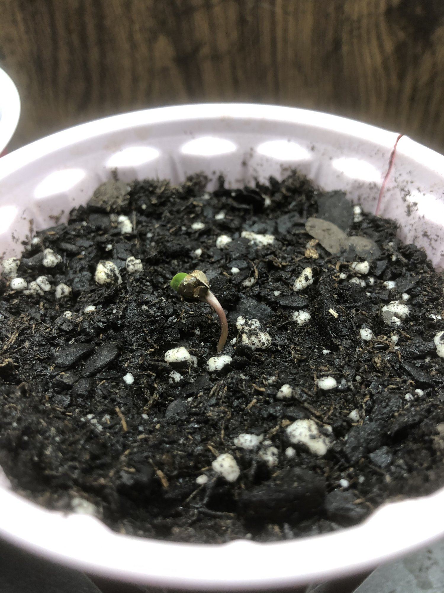 Periwinkle pie   greenpoint seeds 2