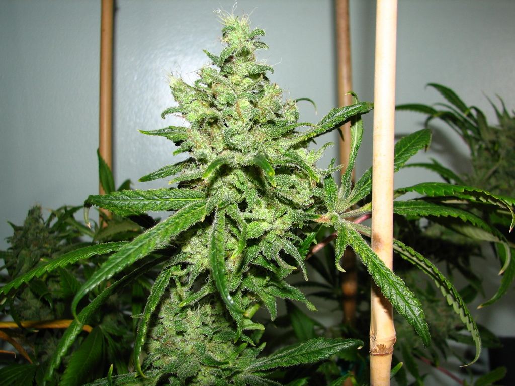 Perroazul 1 bud 1024x768