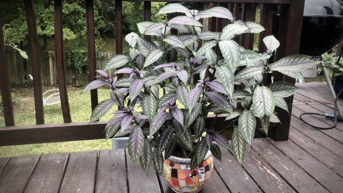 Persian shield