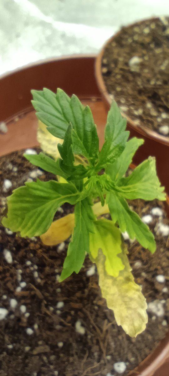 Persistent seedling issues losing the will 10