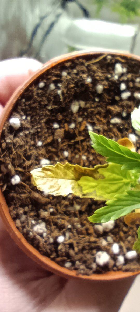 Persistent seedling issues losing the will 3