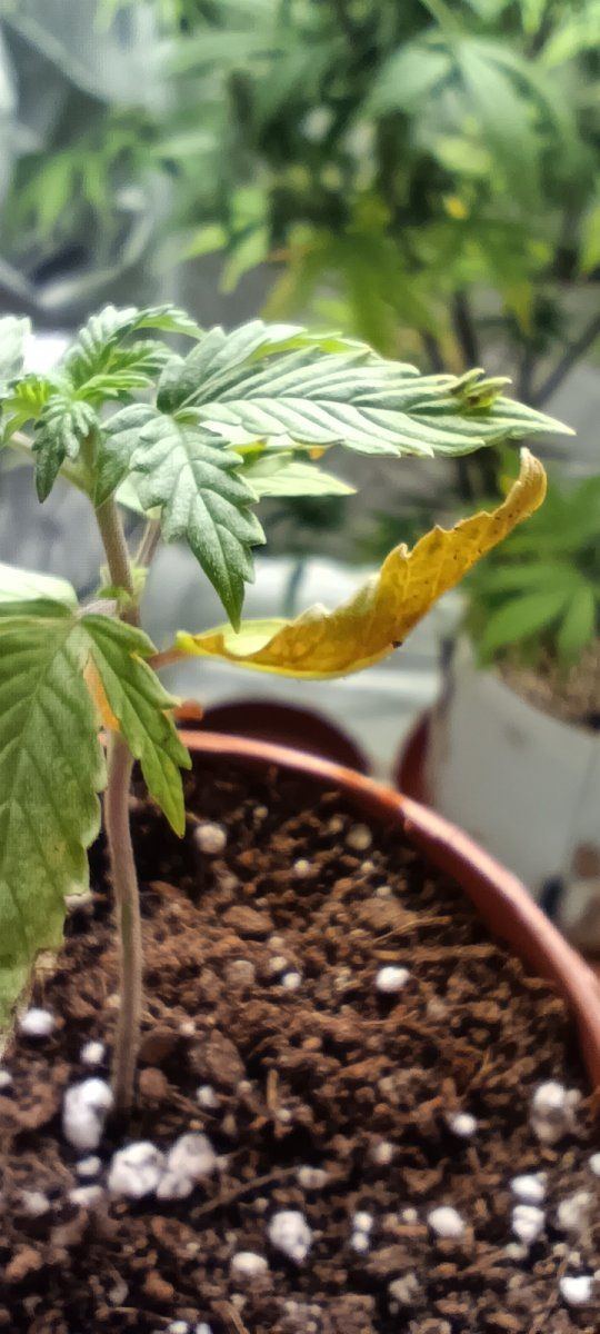Persistent seedling issues losing the will 5