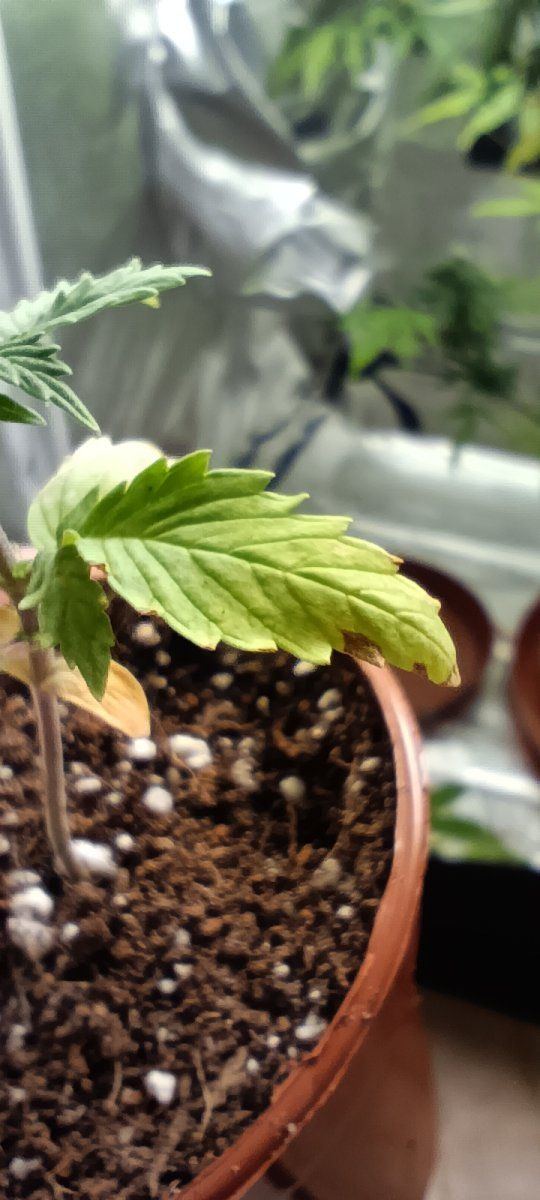 Persistent seedling issues losing the will 6