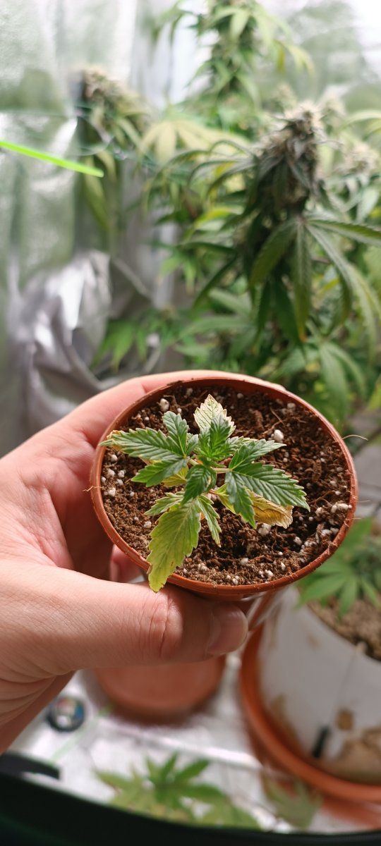Persistent seedling issues losing the will 7