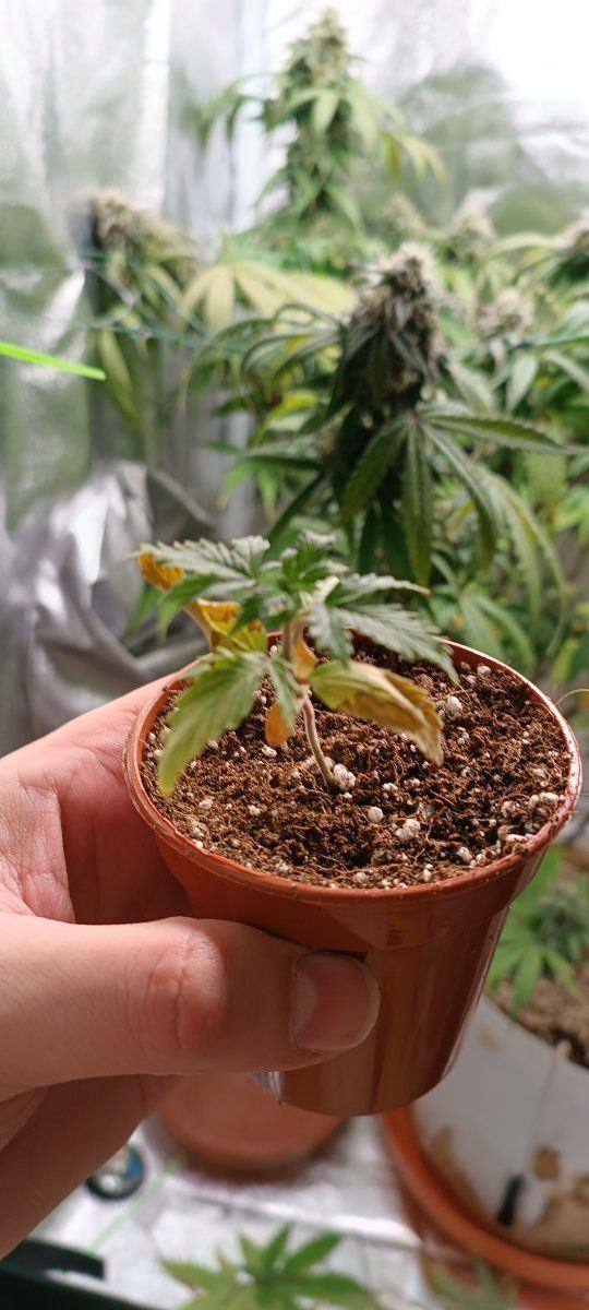Persistent seedling issues losing the will 8