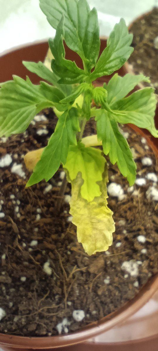 Persistent seedling issues losing the will 9