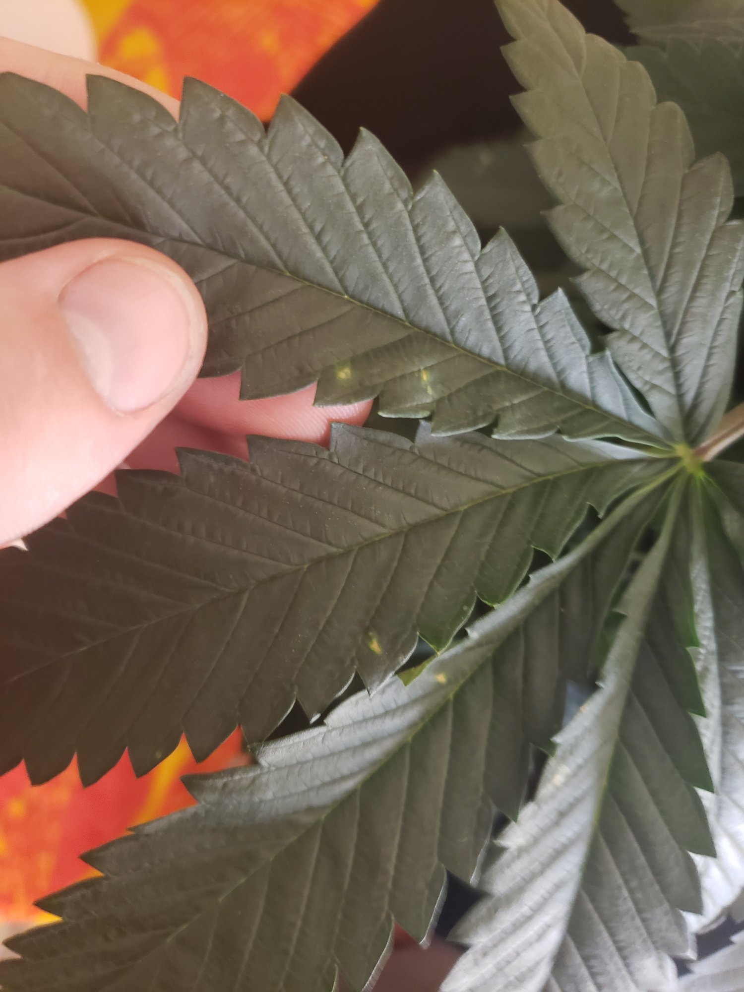 Pest or deficiency spot on leaves 7