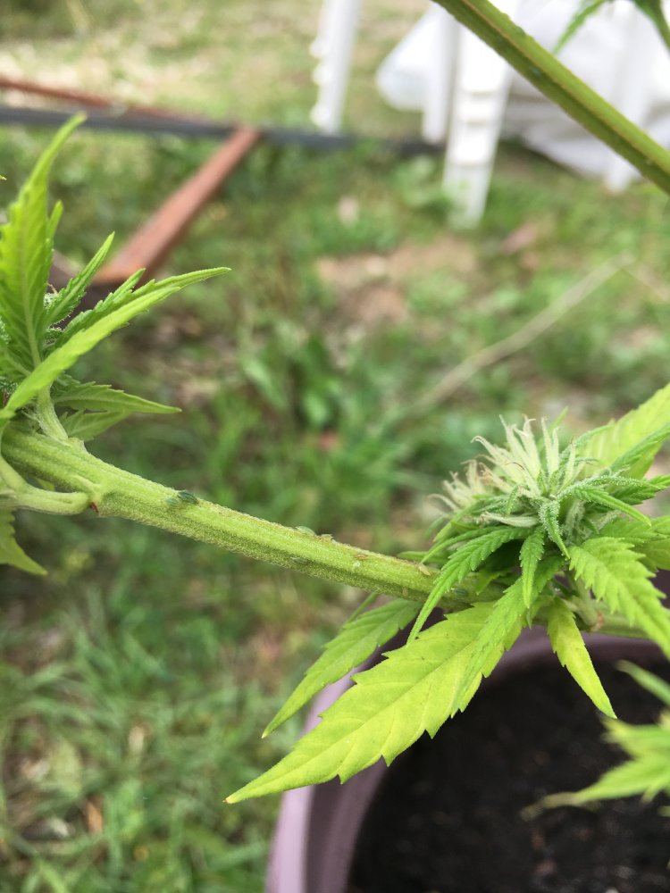 Pests maybe aphids first time grower