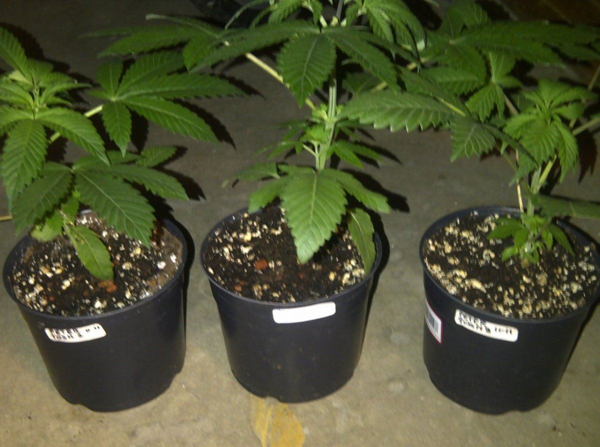 Peter tosh 1 2 3 at 5 weeks