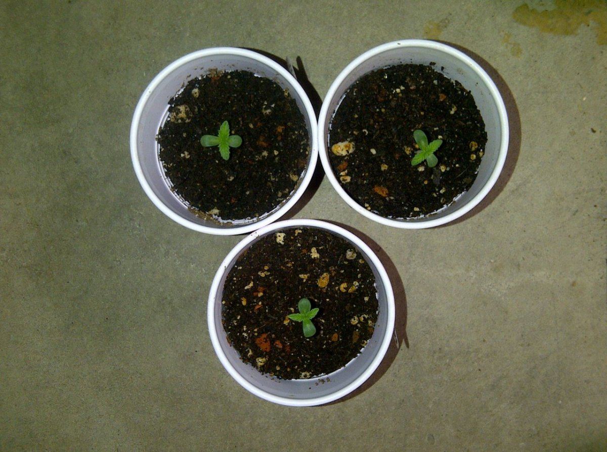 Peter tosh 1 2 3 day 3