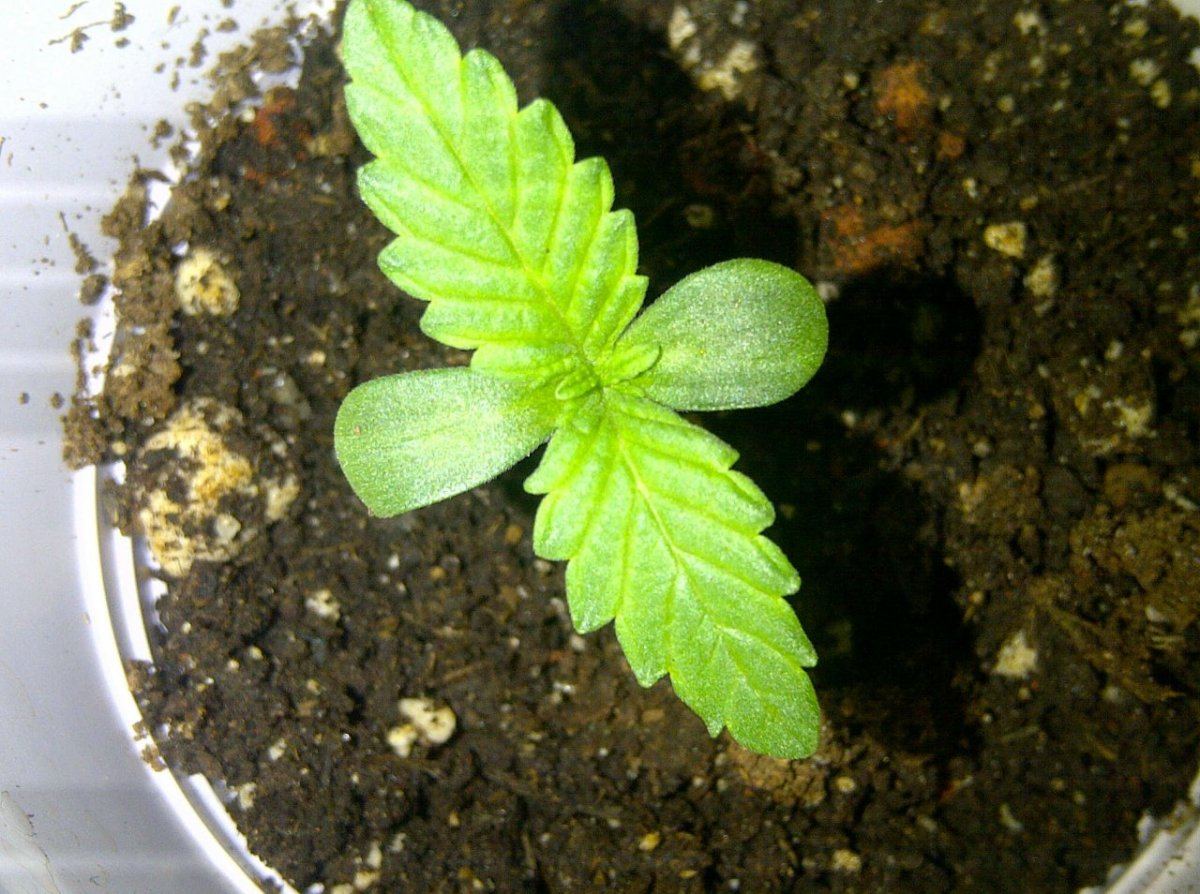 PETER TOSH 1