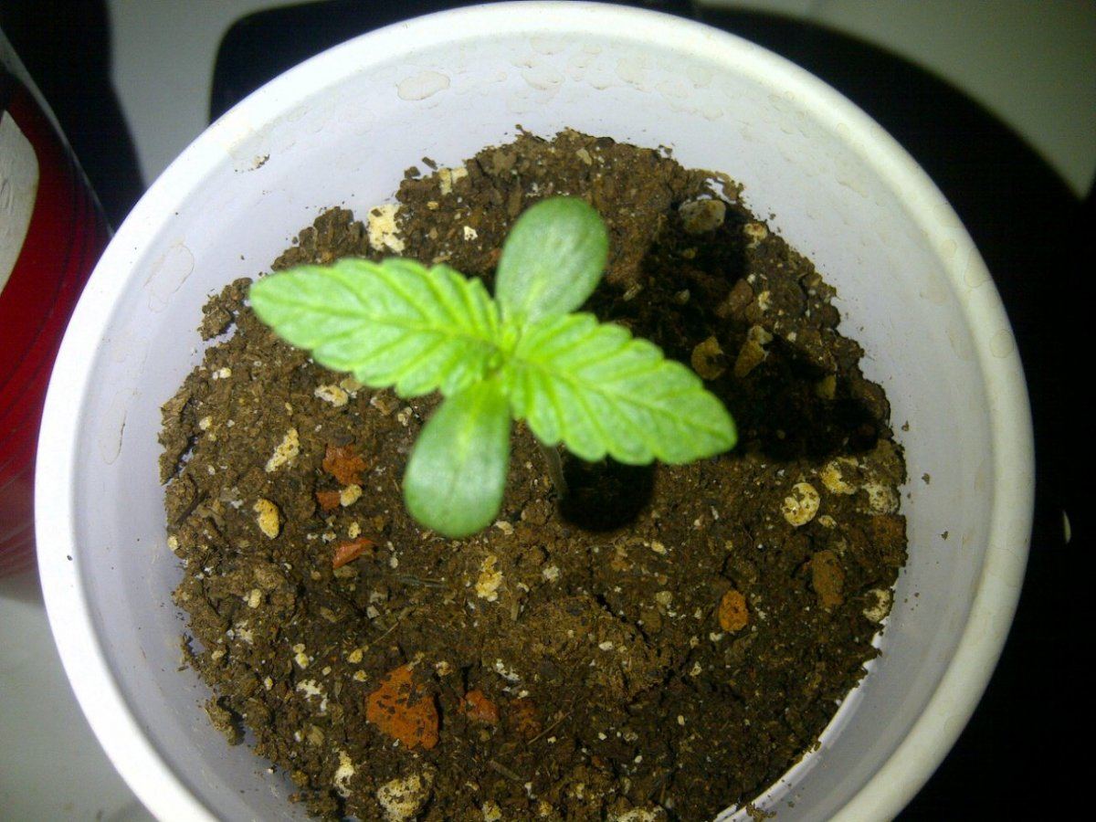 PETER TOSH 2