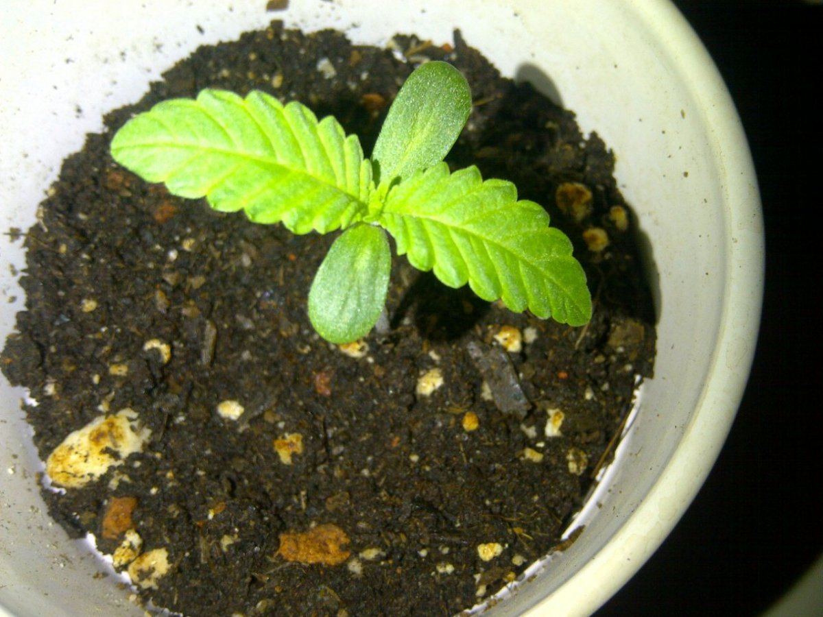 PETER TOSH 3