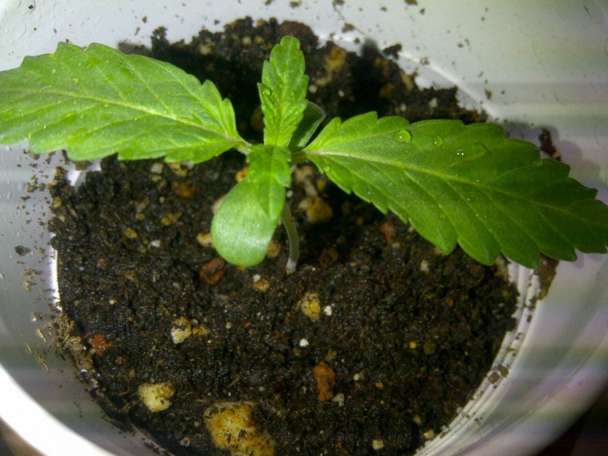 Peter tosh 3