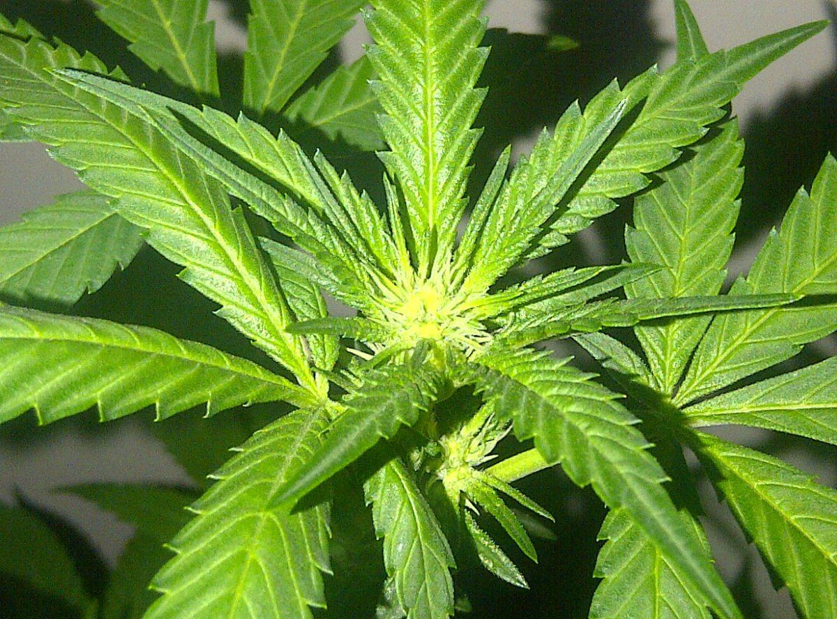 Peter tosh day 4