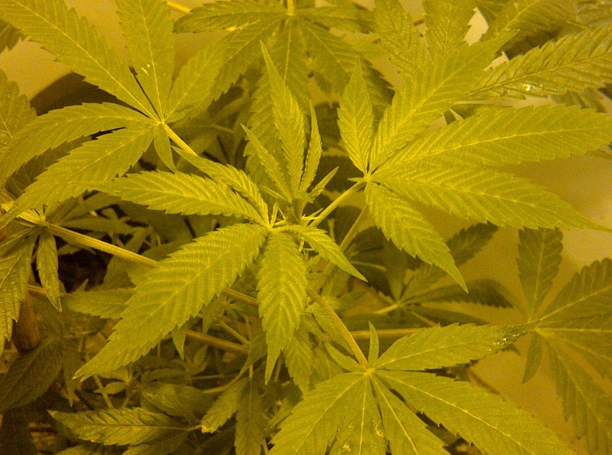 Peter tosh day 8