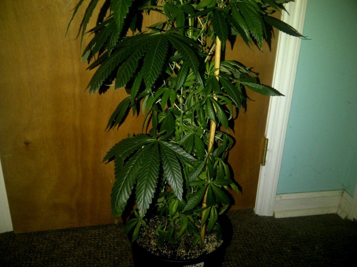 Peter tosh   fire og lean