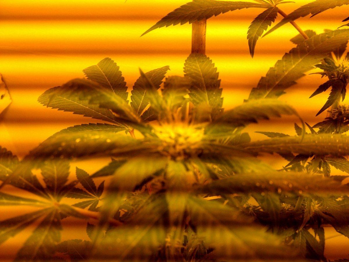 Peter tosh pollinated
