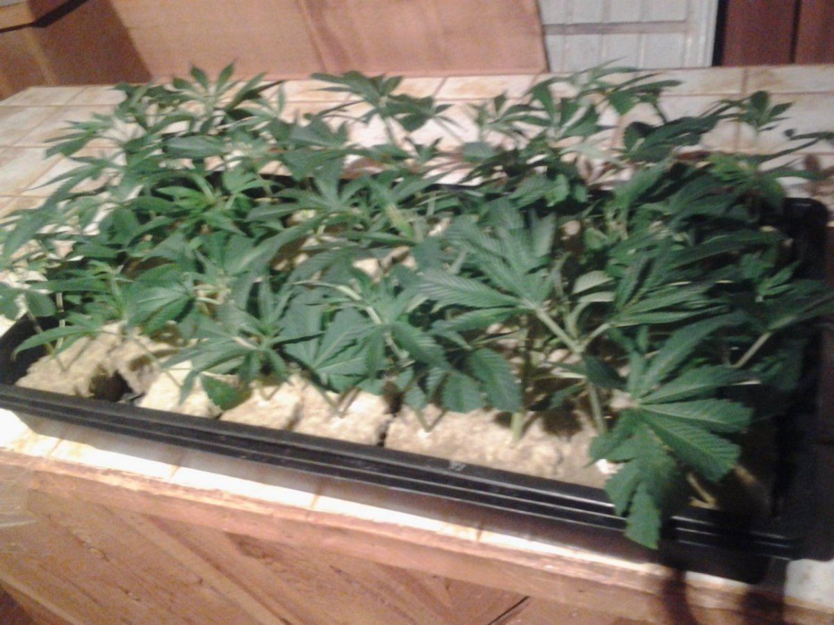 Petrol og