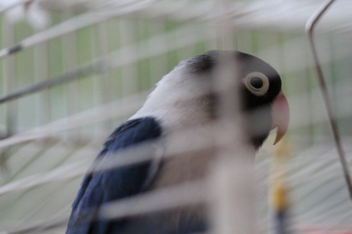 Pets 010