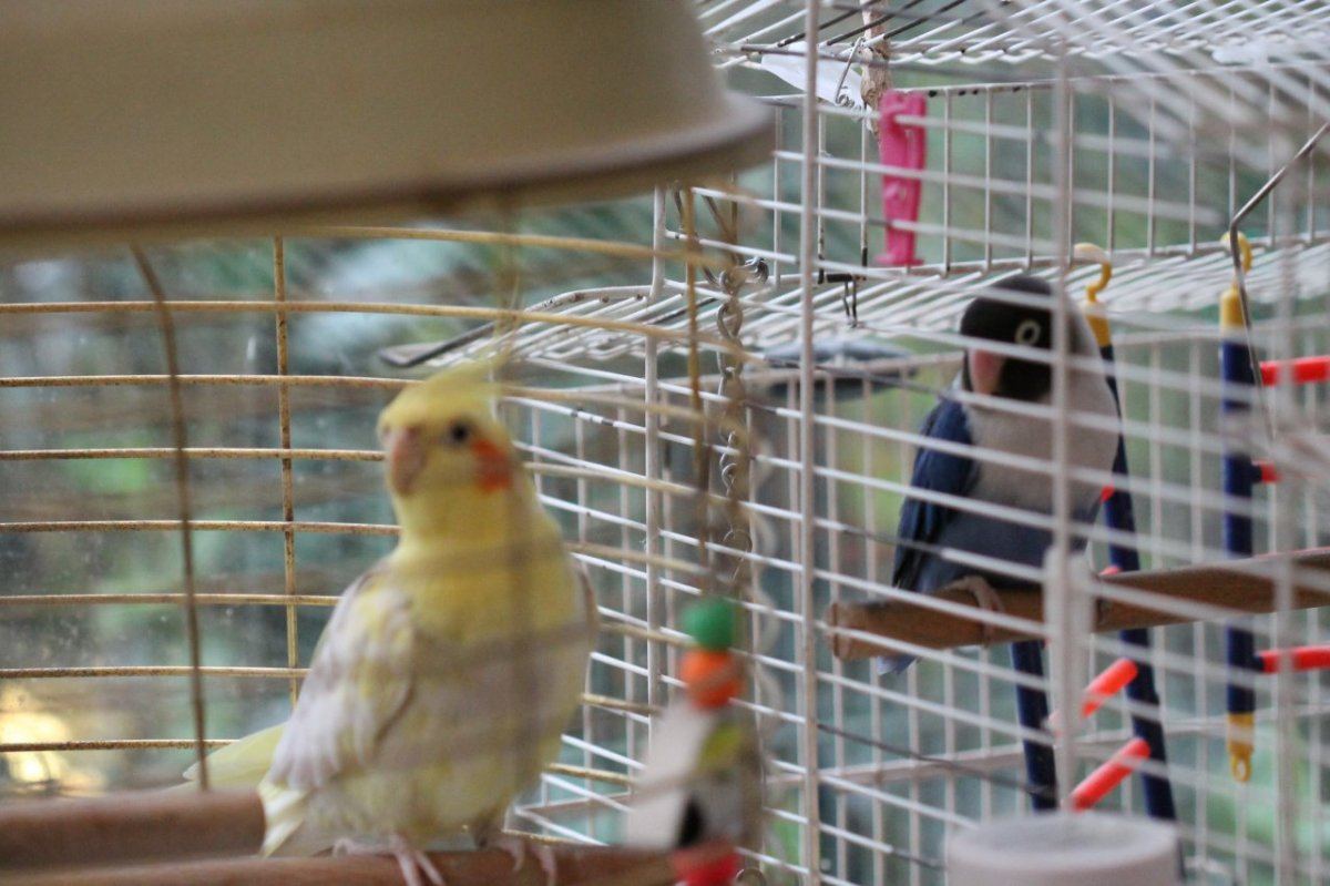Pets 011
