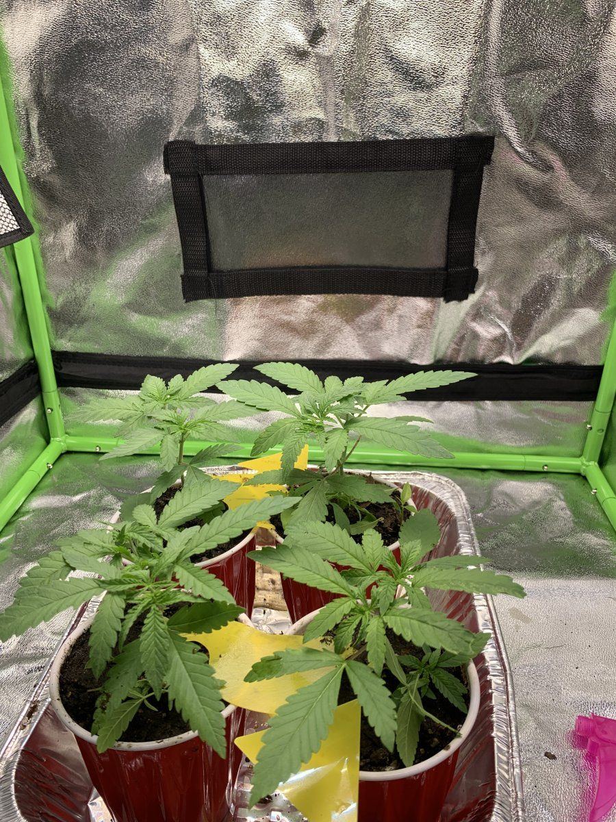 Peyote forum from seedsman in soil 3