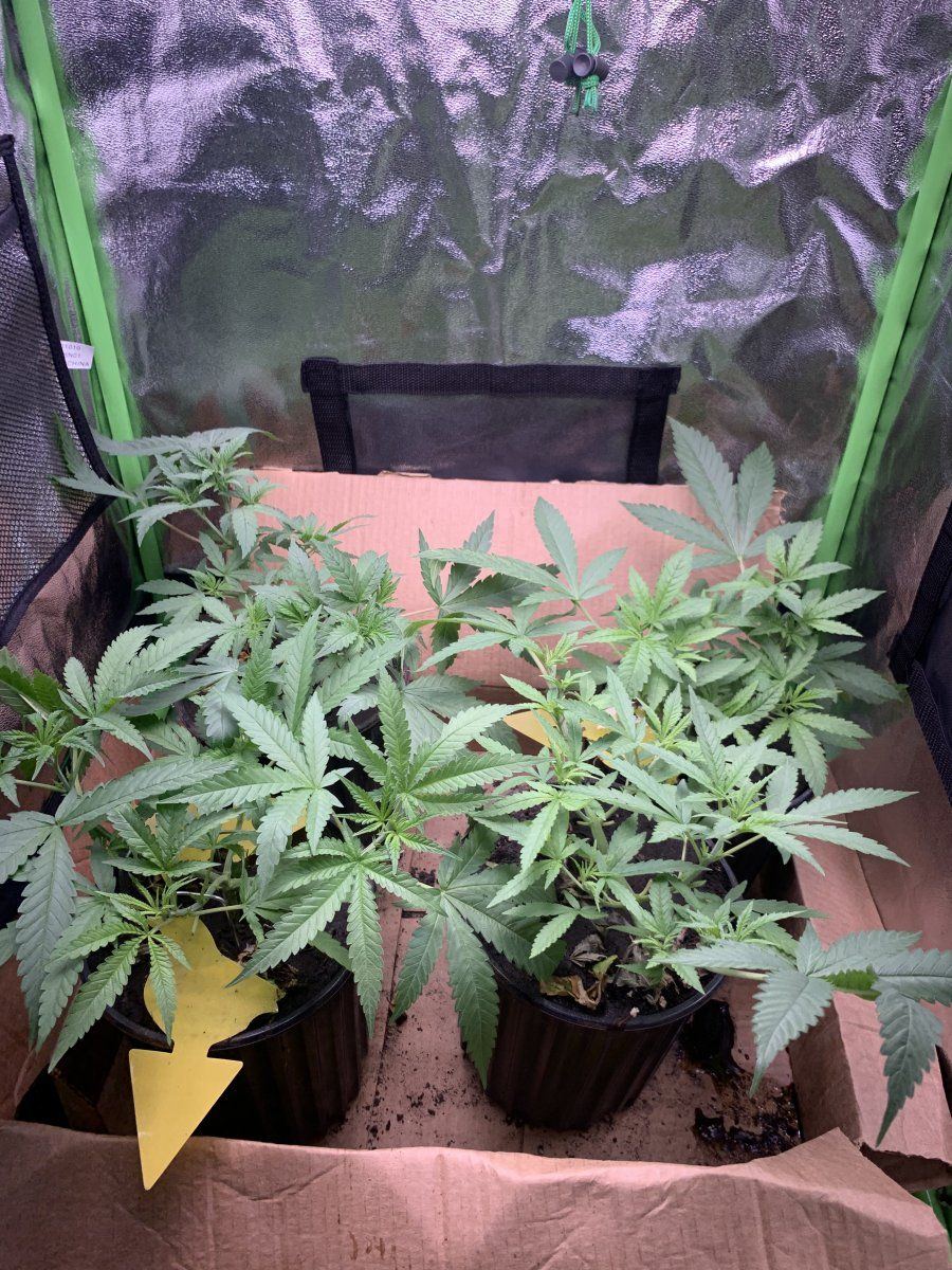 Peyote forum from seedsman in soil 4