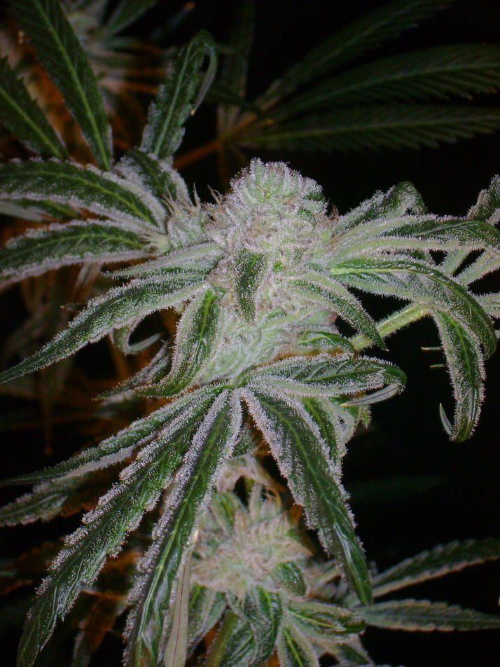 PeyotePurple1