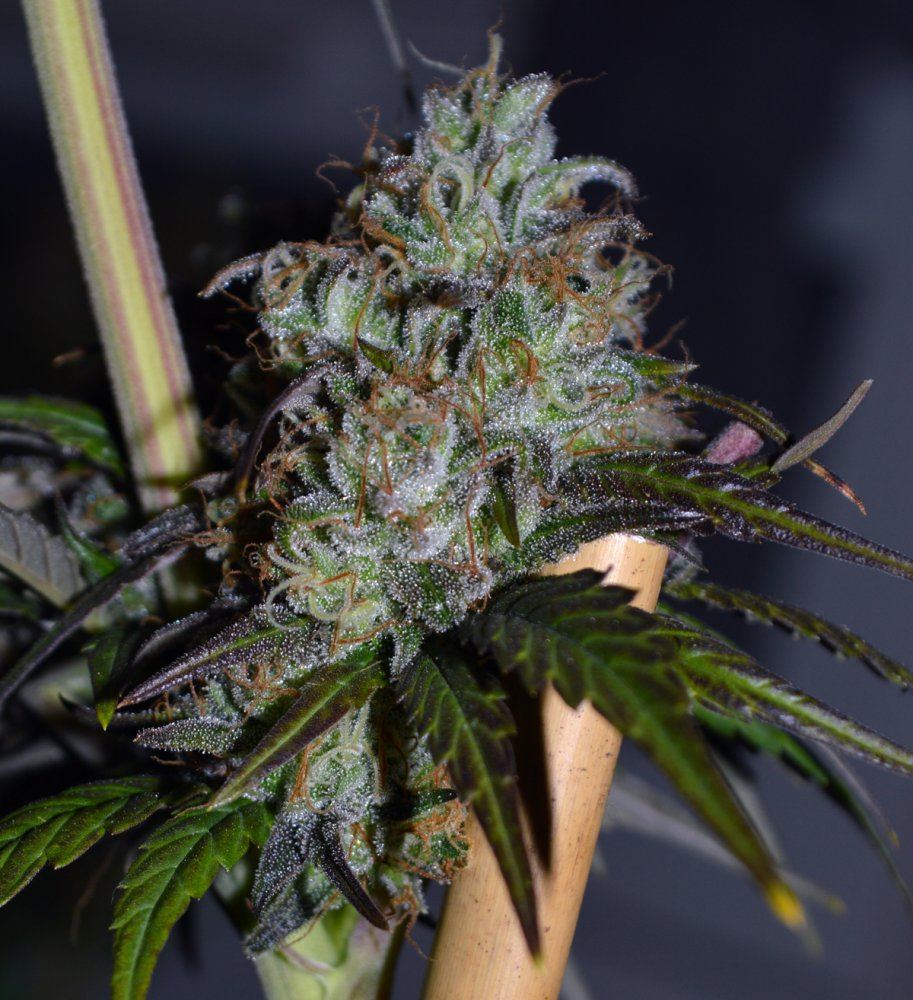 Pf3bud