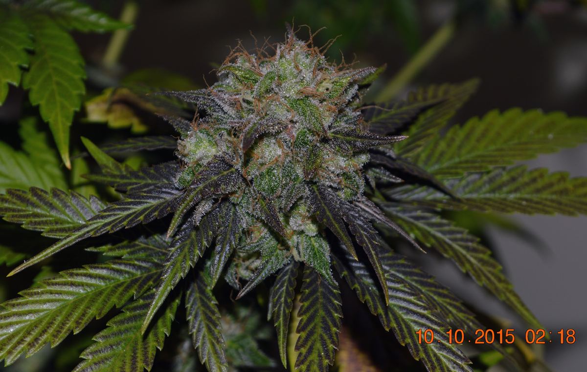 Pf3bud2