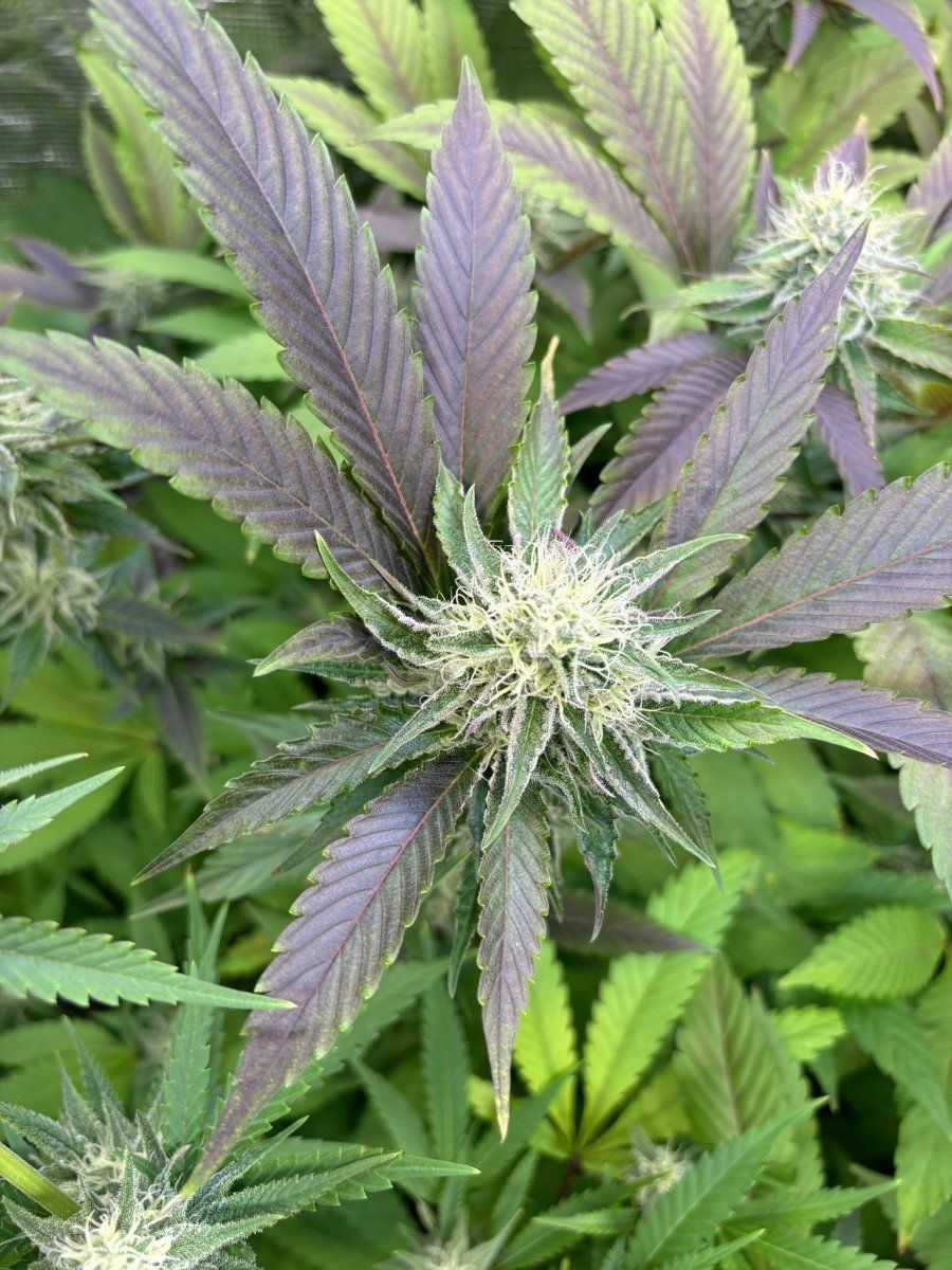 PFGSG purple bud F5