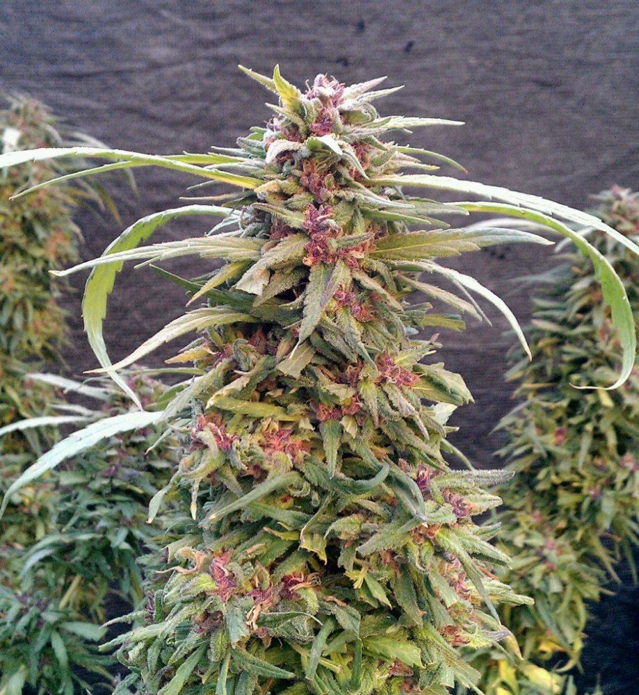 PH  12 weeks
