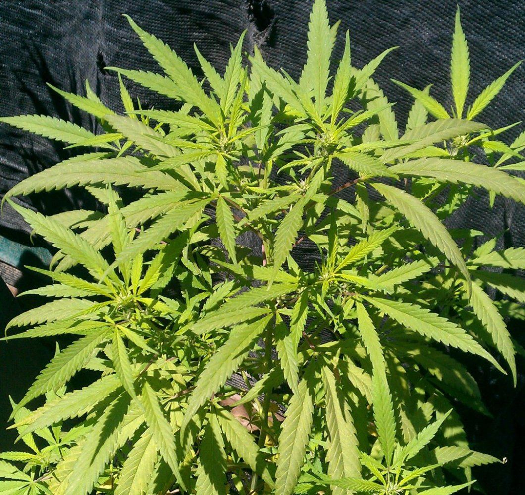 PH  14 days