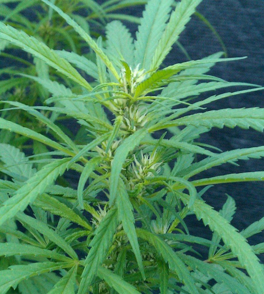 PH  22 days