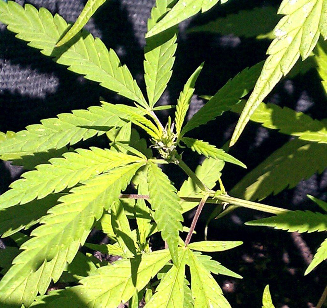 PH  6 days bud