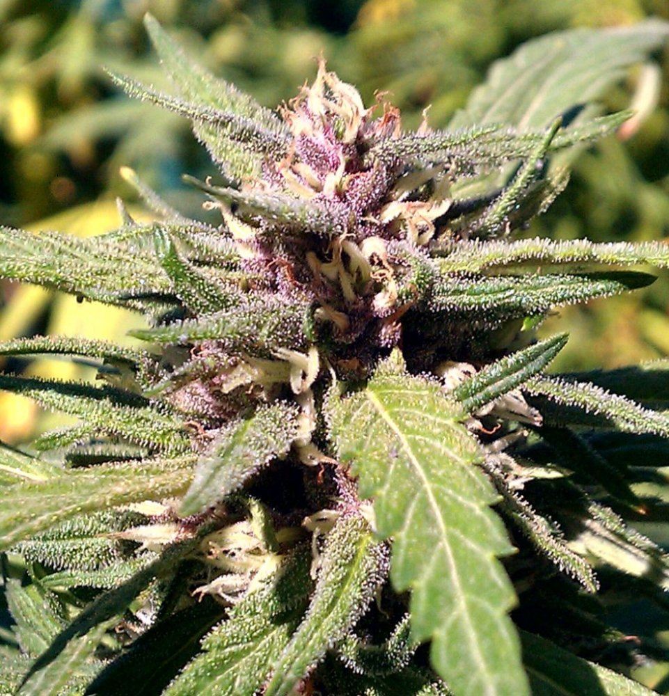 PH  60 days 2