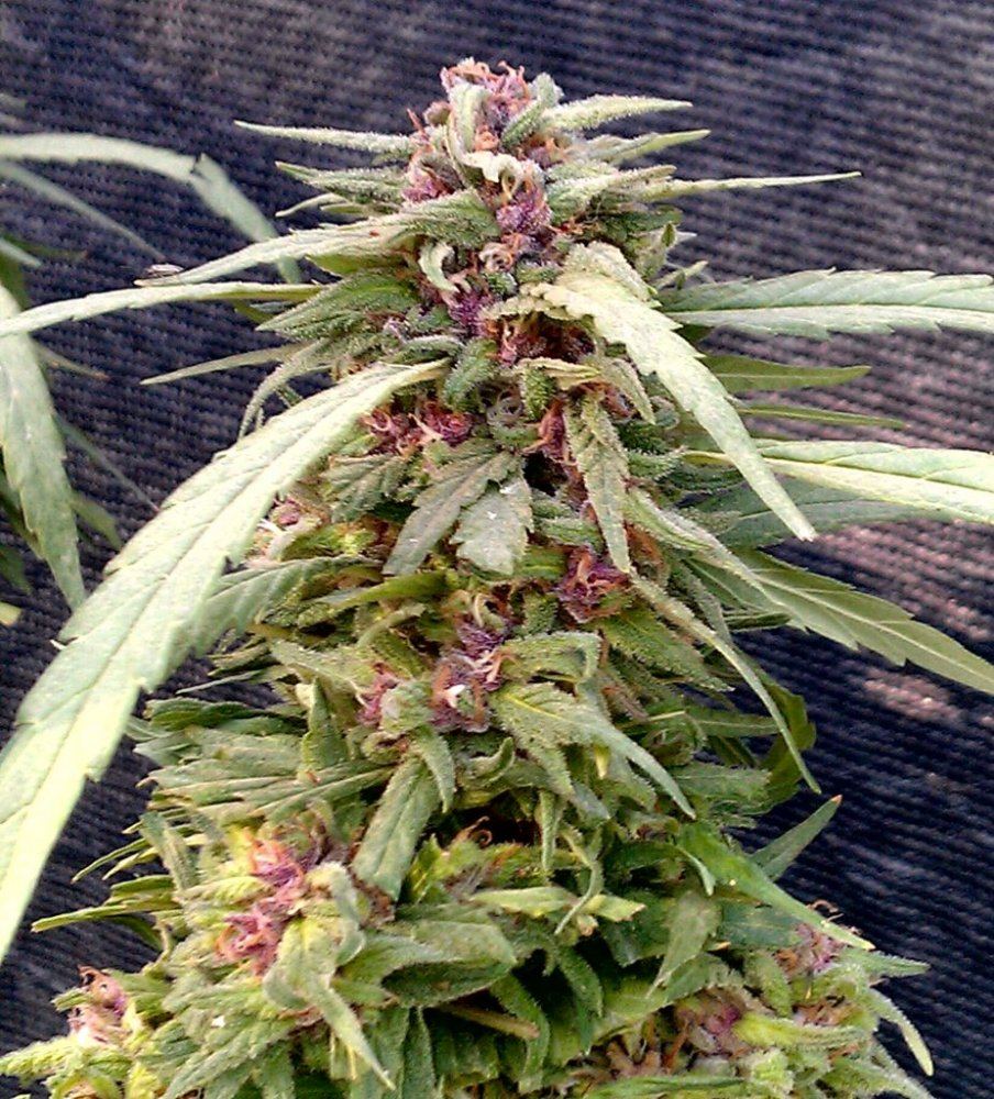 PH  79 days