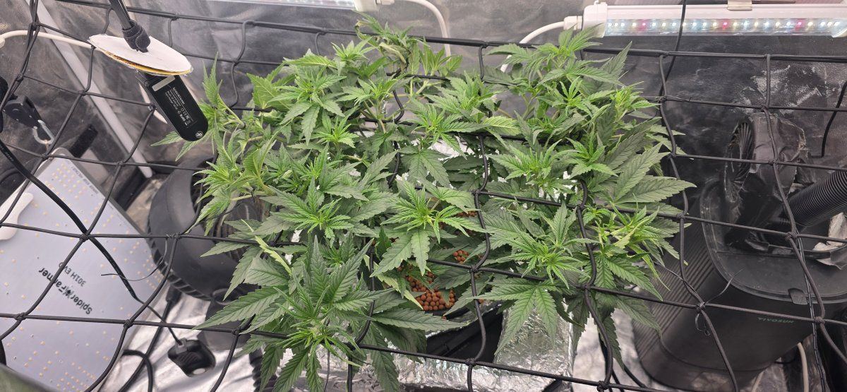 Ph dropping regularlyis this range normal 2