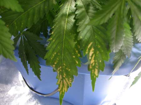 Ph fluctuations marijuana sm