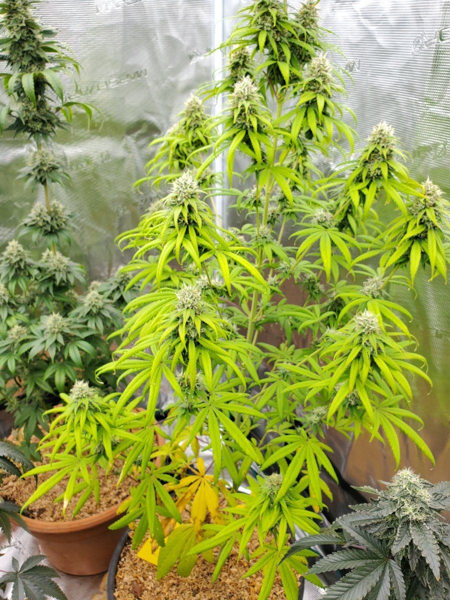 Ph issues or possiblly tds issues first grow advice needed 2