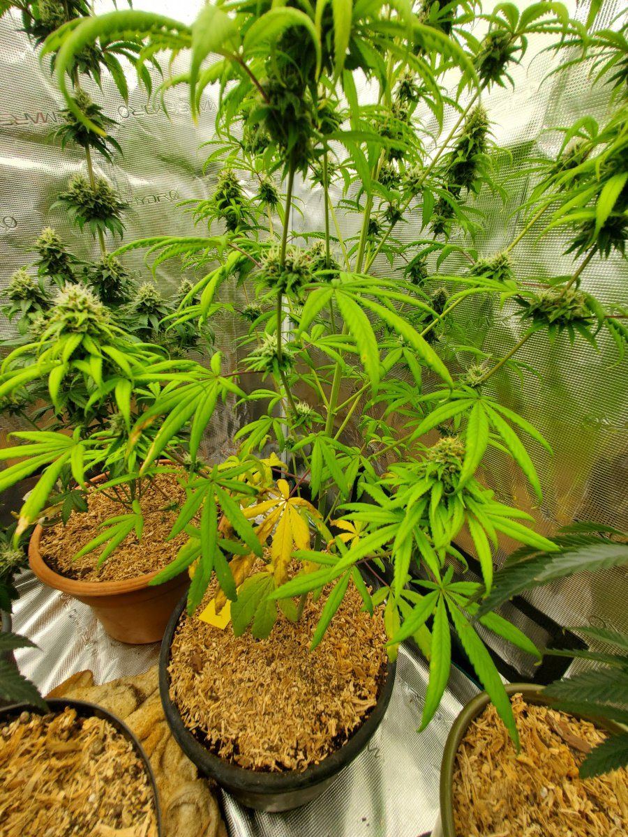 Ph issues or possiblly tds issues first grow advice needed 3