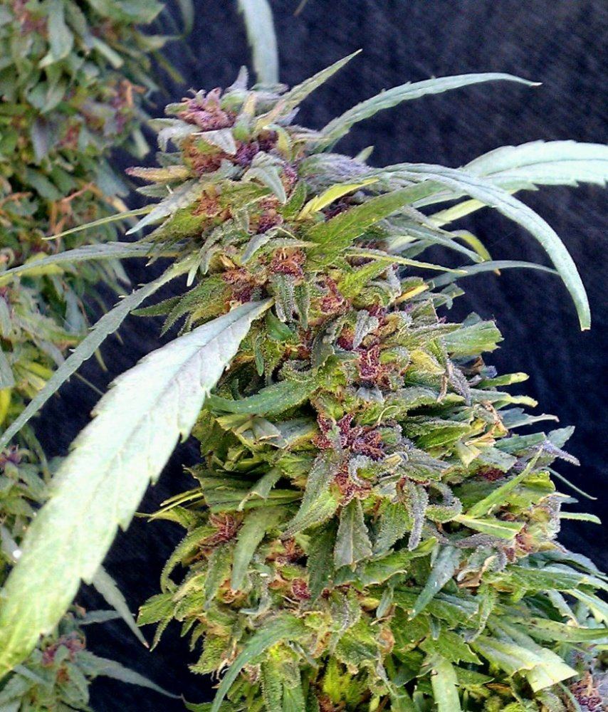 PH middle  87 days