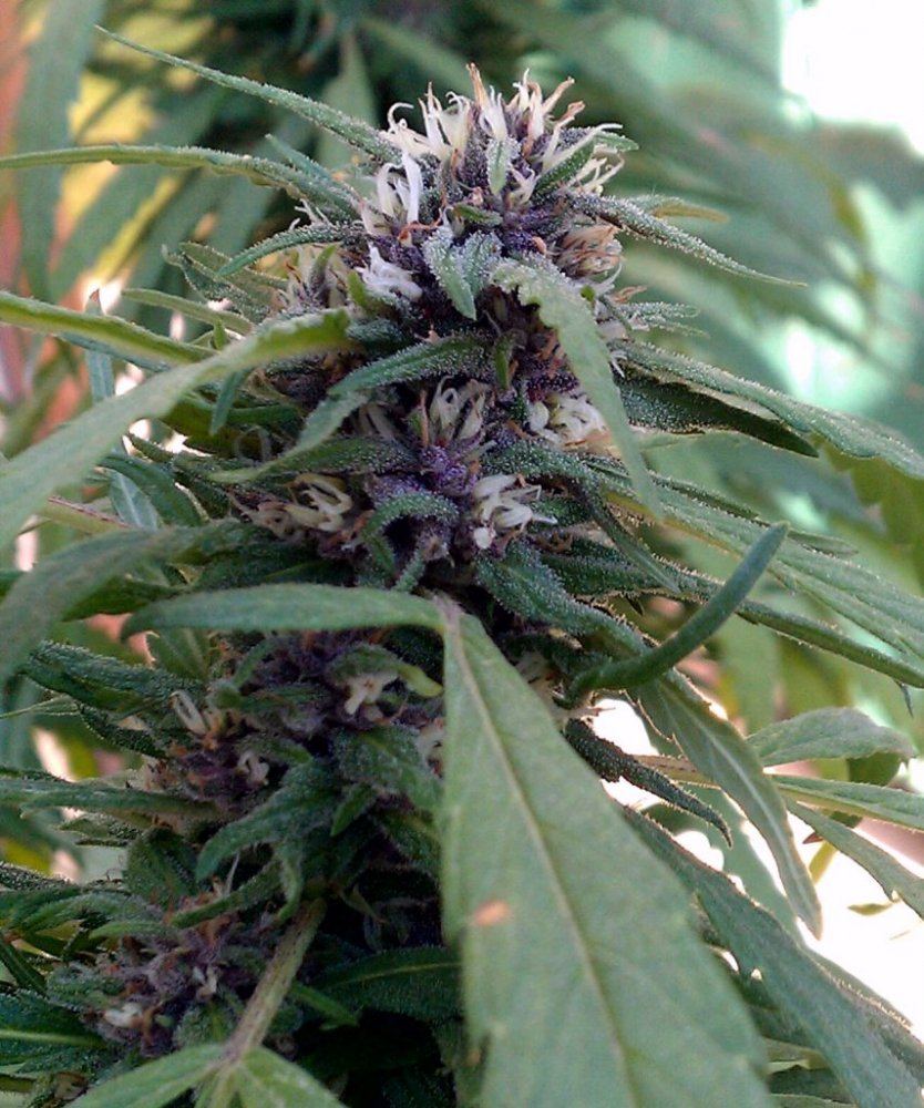 PH nug  56 days