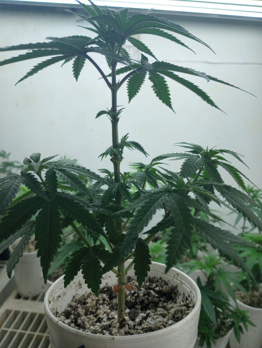 PH015