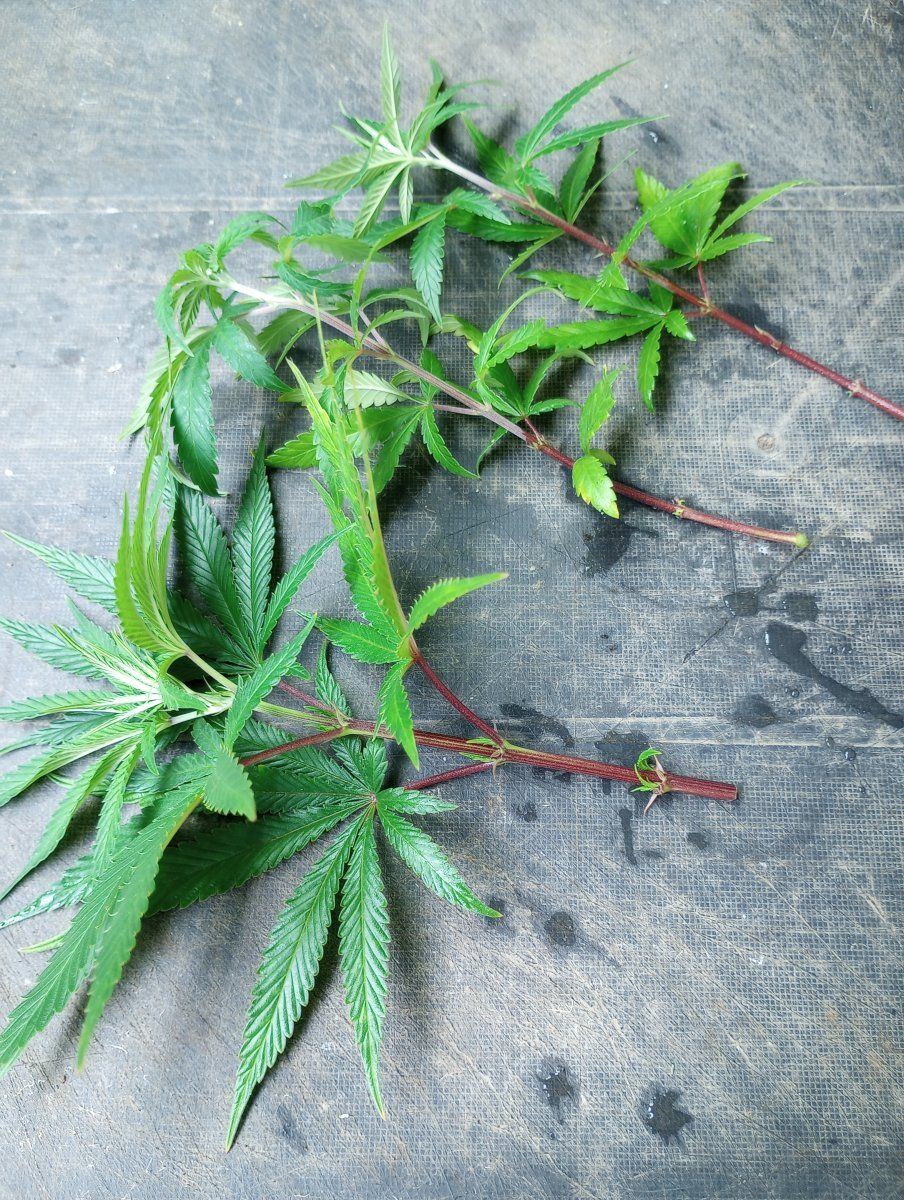 PH035