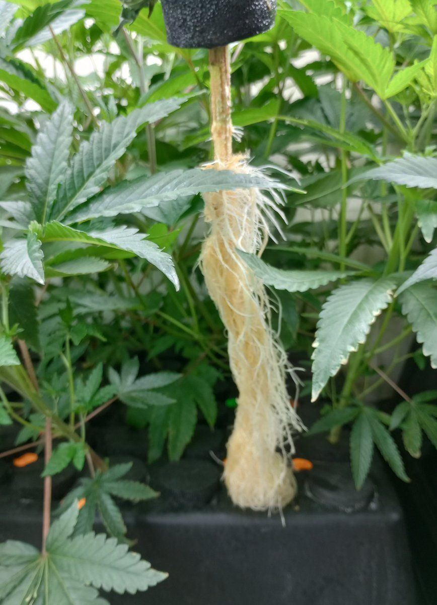 PH051