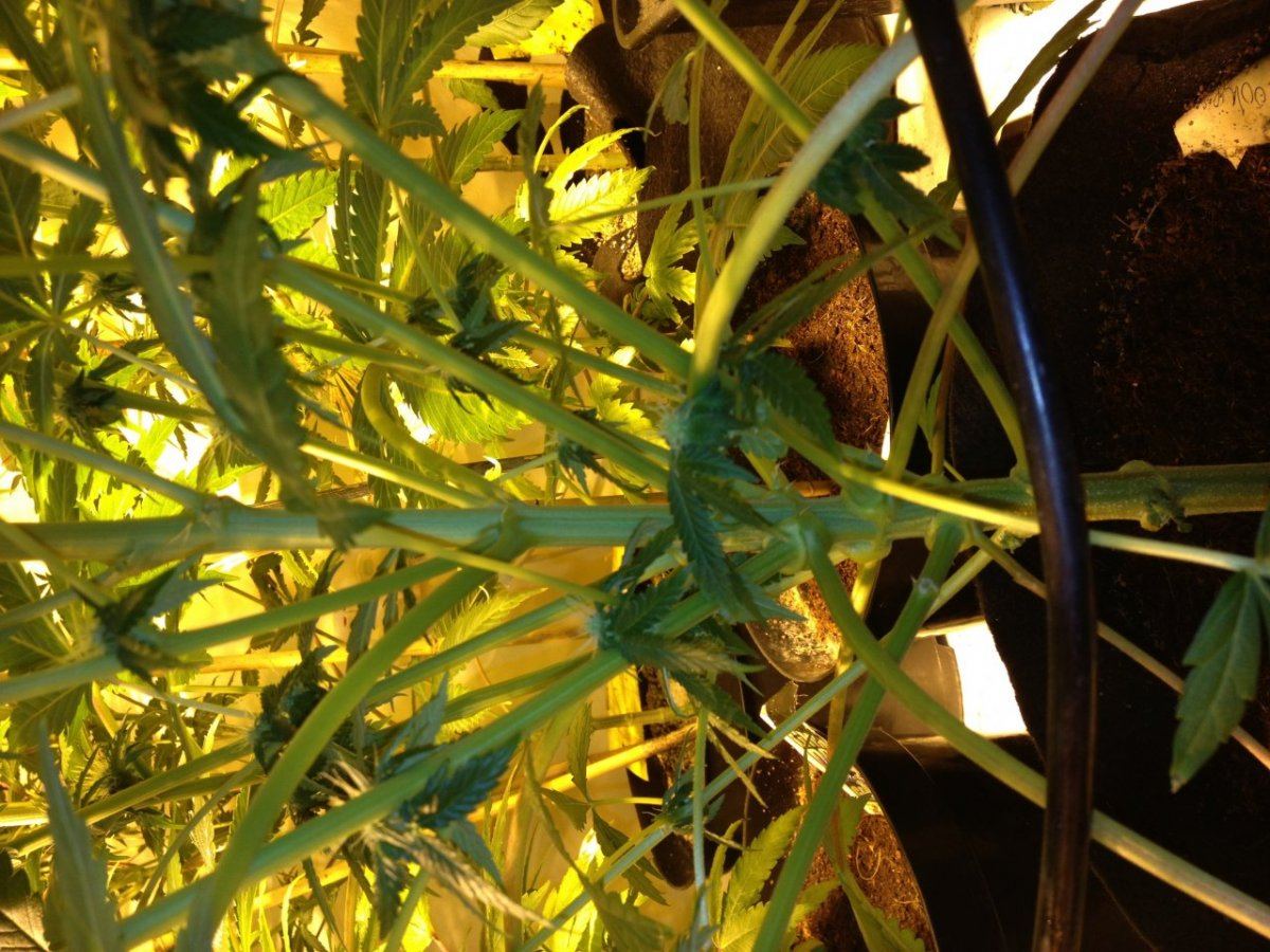 Phantom cookies inside structure lookin strong
