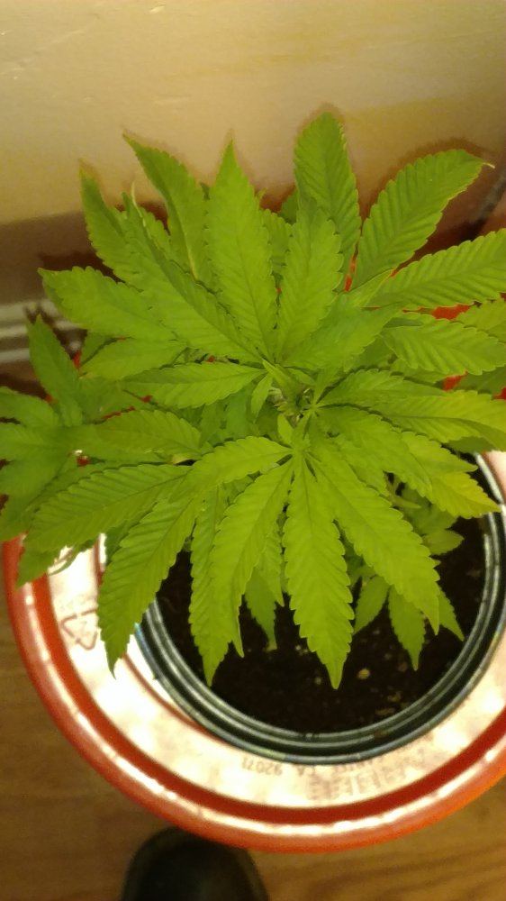 Phantom og in a 4x4 tent 2